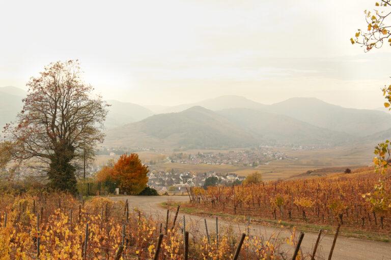 Vue de Kaysersberg Vignoble